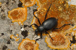 Cellar Beetle