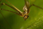 Cellar Spider