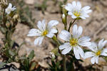 Cerastium arvense