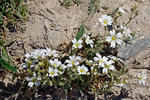 Cerastium arvense