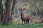 Cerf élaphe