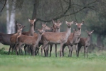 Cerf élaphe