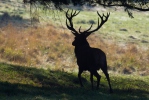 Cervus elaphus