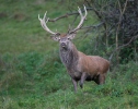 Cervus elaphus