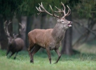 Cervus elaphus