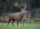 Cervus elaphus