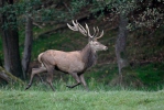 Cervus elaphus