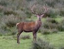 Cervus elaphus