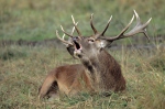 Cervus elaphus