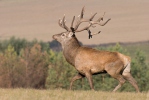 Cervus elaphus