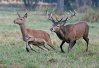 Cervus elaphus