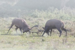 Cervus elaphus