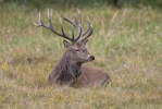 Cervus elaphus