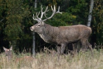 Cervus elaphus