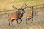 Cervus elaphus