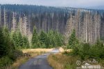 Češka šuma