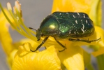 Cetonia aurata