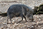 Chacoan peccary