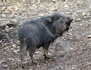 Chacoan peccary