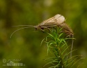 Chaetopteryx villosa