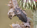 Chalcophorella stigmatica