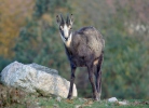 Chamois