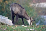 Chamois