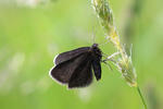 Chimney Sweeper