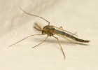 Chironomid