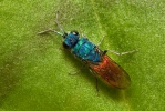 Chrysis