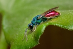 Chrysis sp.