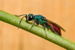 Chrysis sp.