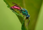 Chrysis sp.