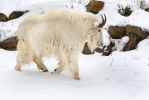 Chèvre des montagnes Rocheuses