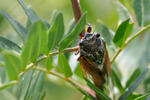 Cicada