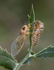 Cicadetta montana