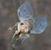 Cicadetta montana