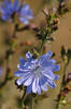 Cichorium intybus