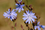 Cichorium intybus