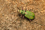 Cicindela campestre