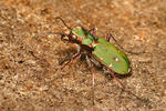 Cicindela campestre