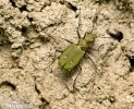 Cicindela campestre