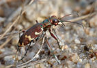 Cicindela hybrida