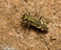 Cicindela sp.