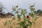 Cirsium eriophorum