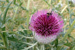 Cirsium eriophorum