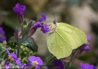 Citron papillon