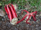 Clathrus archeri