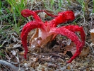 Clathrus archeri