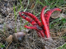 Clathrus archeri